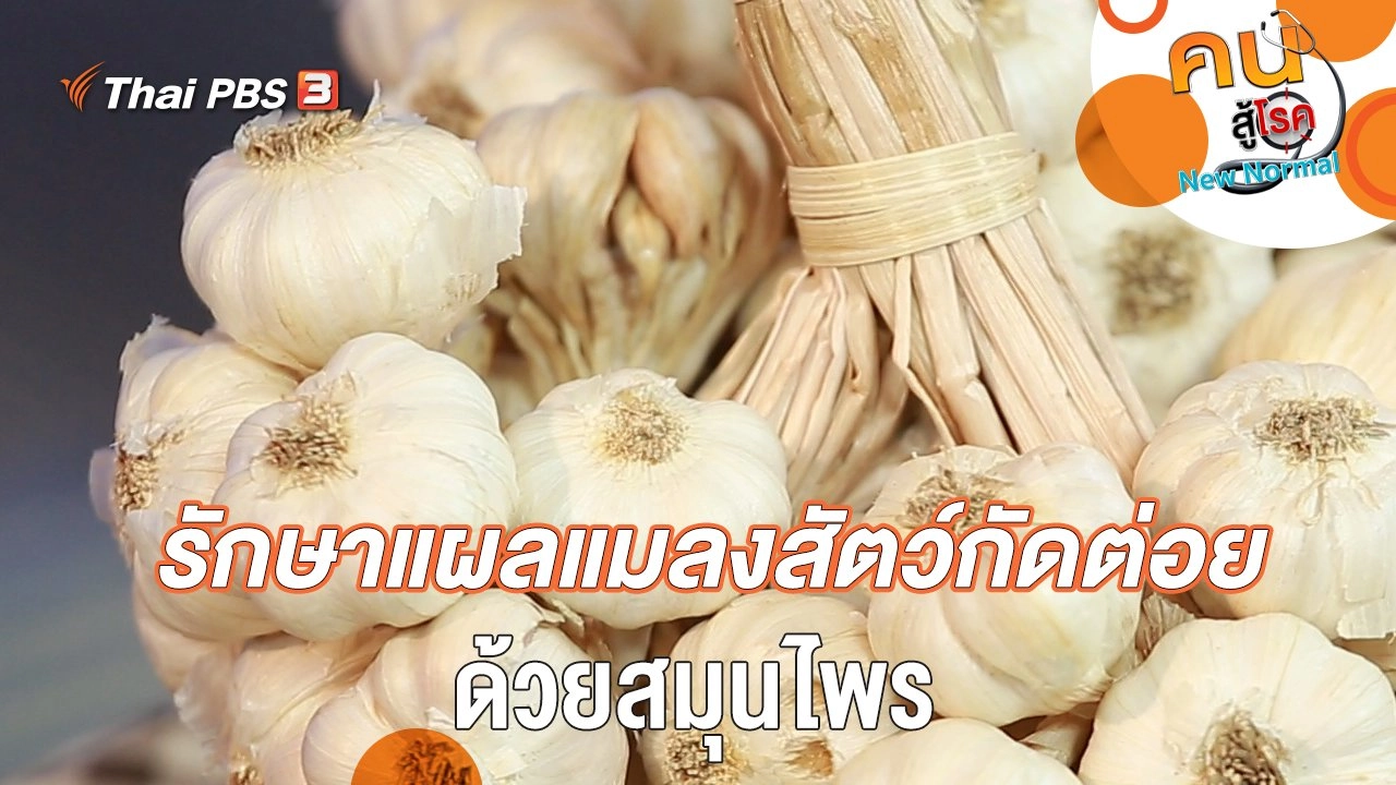 รักษาแผลแมลงสัตว์กัดต่อย ด้วยสมุนไพร