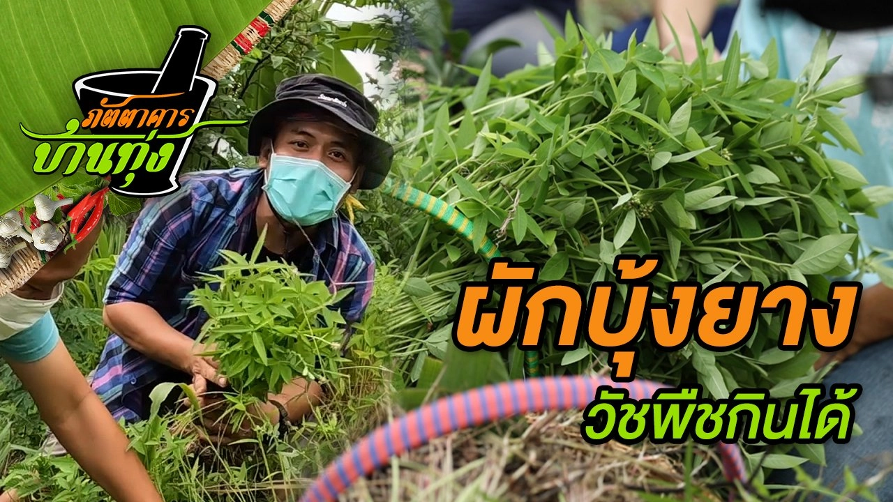 ผักบุ้งยาง