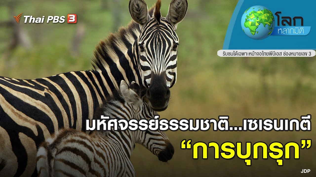 มหัศจรรย์ธรรมชาติ...เซเรนเกตี ตอน การบุกรุก
