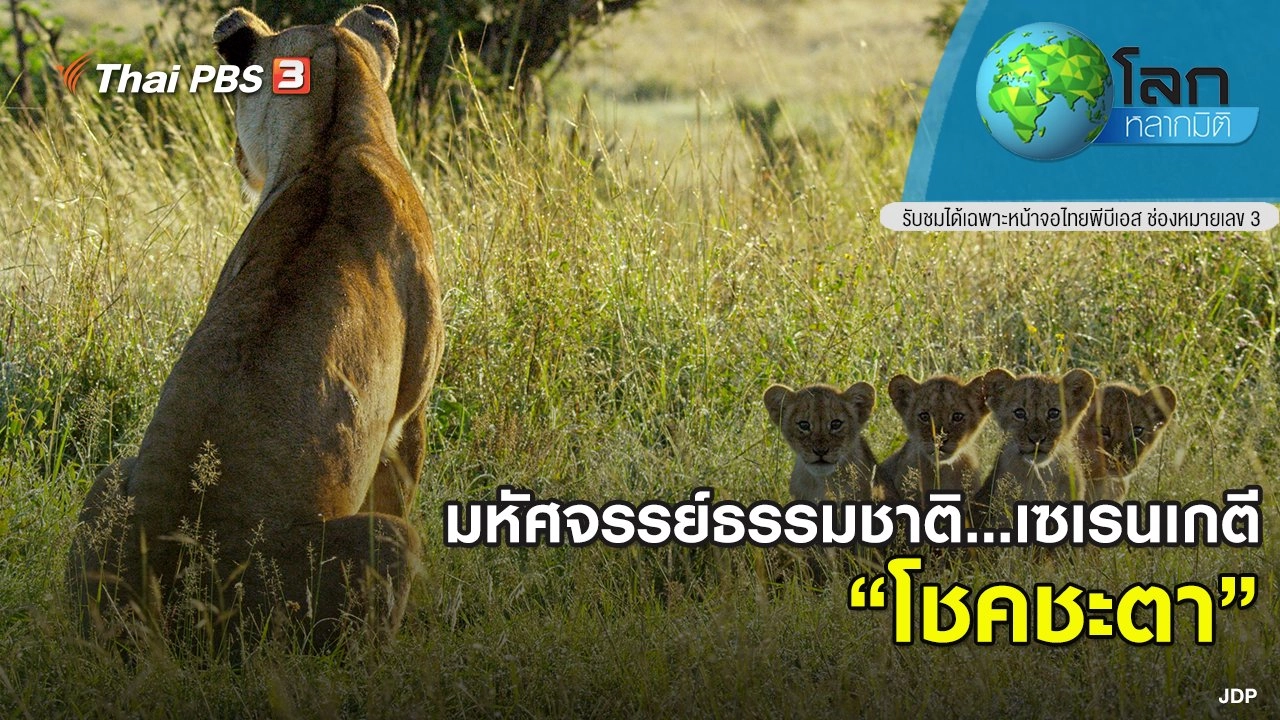 มหัศจรรย์ธรรมชาติ...เซเรนเกตี ตอน โชคชะตา