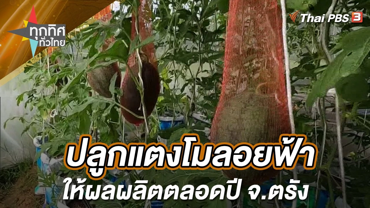 ปลูกแตงโมลอยฟ้าให้ผลผลิตตลอดปี จ.ตรัง