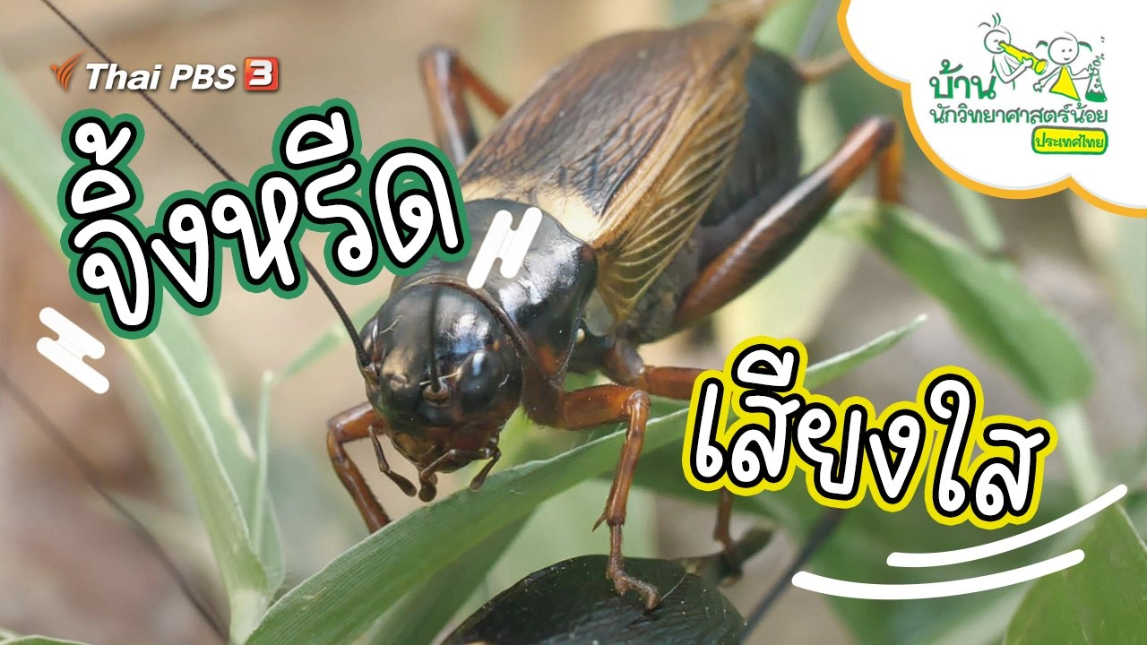 จิ้งหรีดเสียงใส