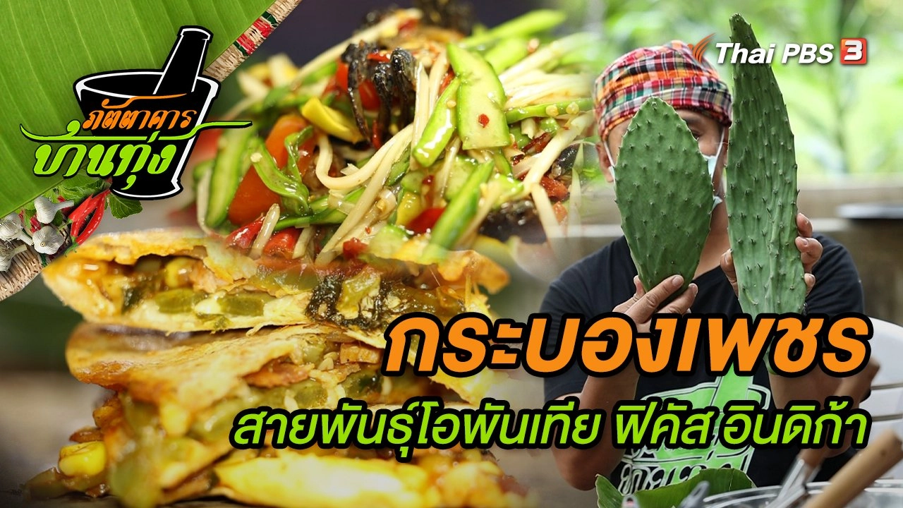 กระบองเพชรสายพันธุ์โอพันเทีย ฟิคัส อินดิก้า