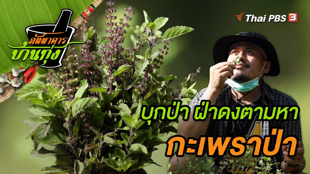 กะเพราป่า