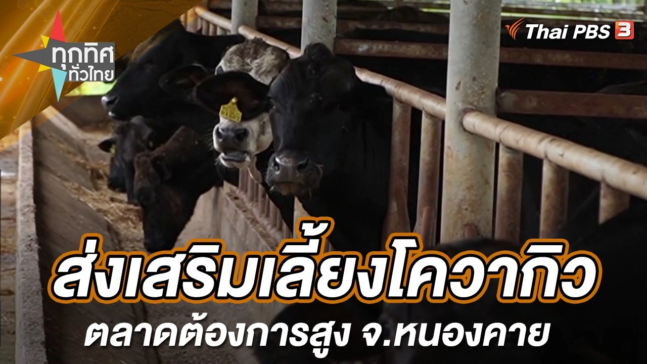 ส่งเสริมเลี้ยงโควากิวตลาดต้องการสูง จ.หนองคาย