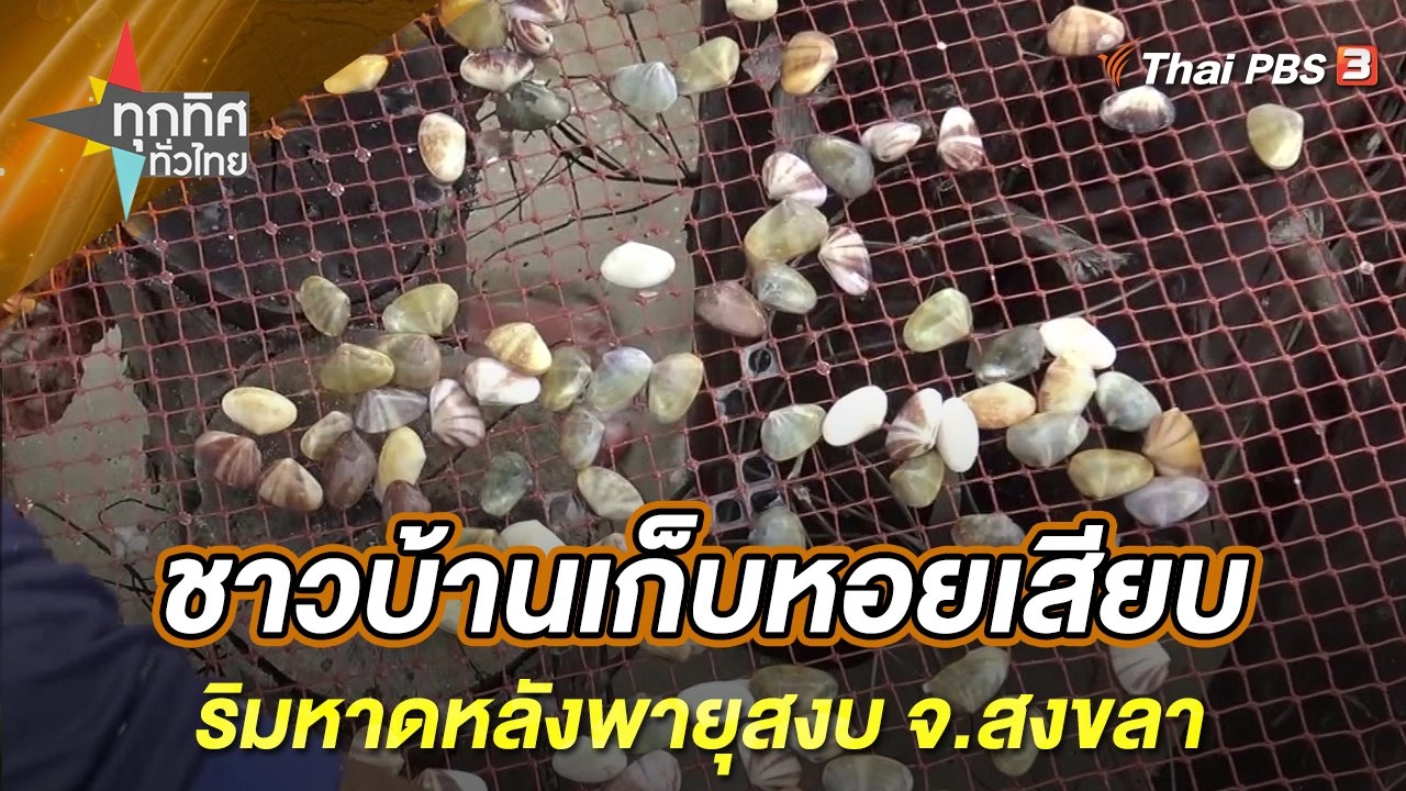 ชาวบ้านเก็บหอยเสียบริมหาดหลังพายุสงบ จ.สงขลา