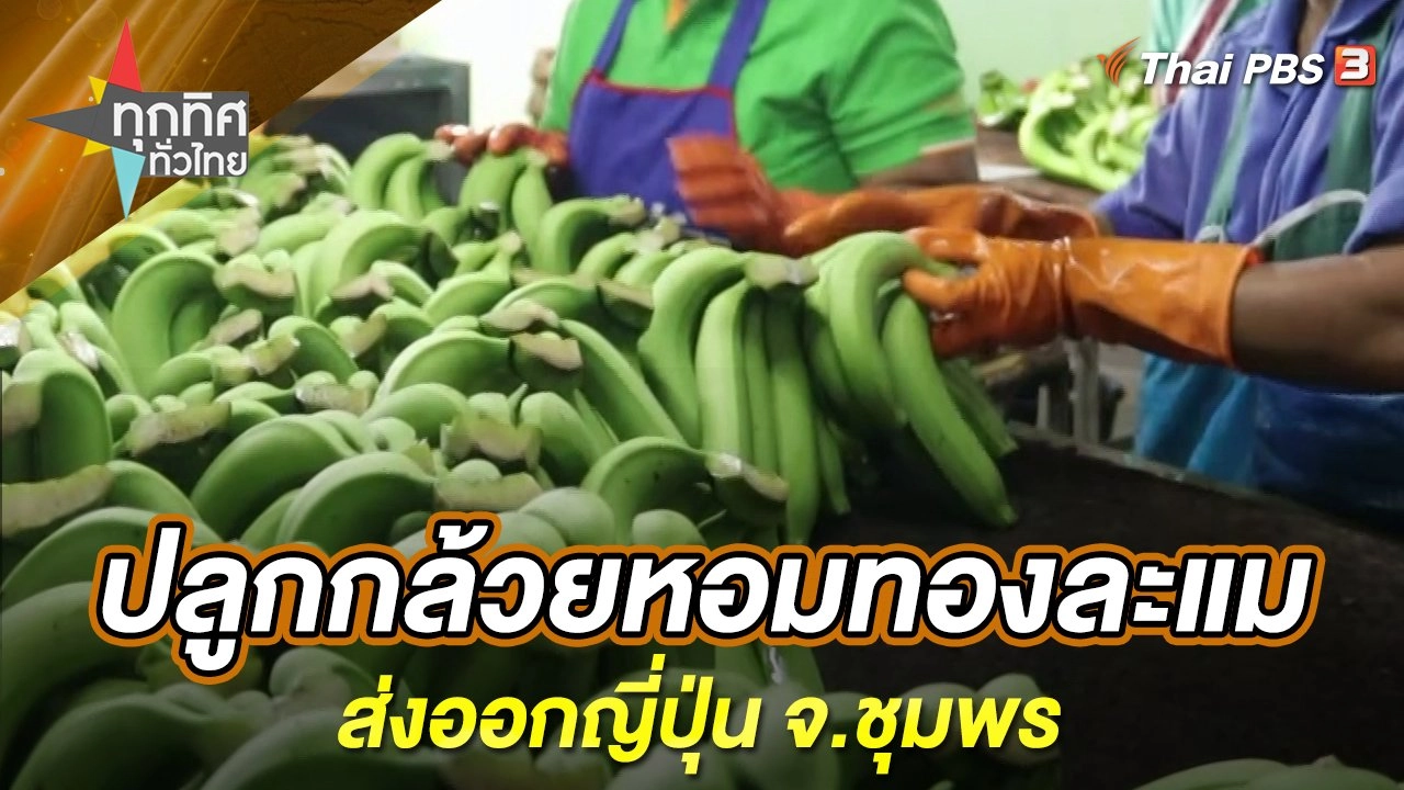 ปลูกกล้วยหอมทองละแมส่งออกญี่ปุ่น จ.ชุมพร