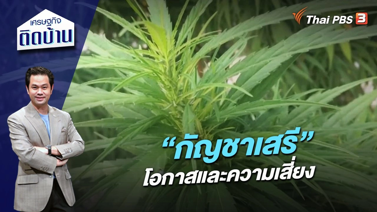 “กัญชาเสรี” โอกาสและความเสี่ยง