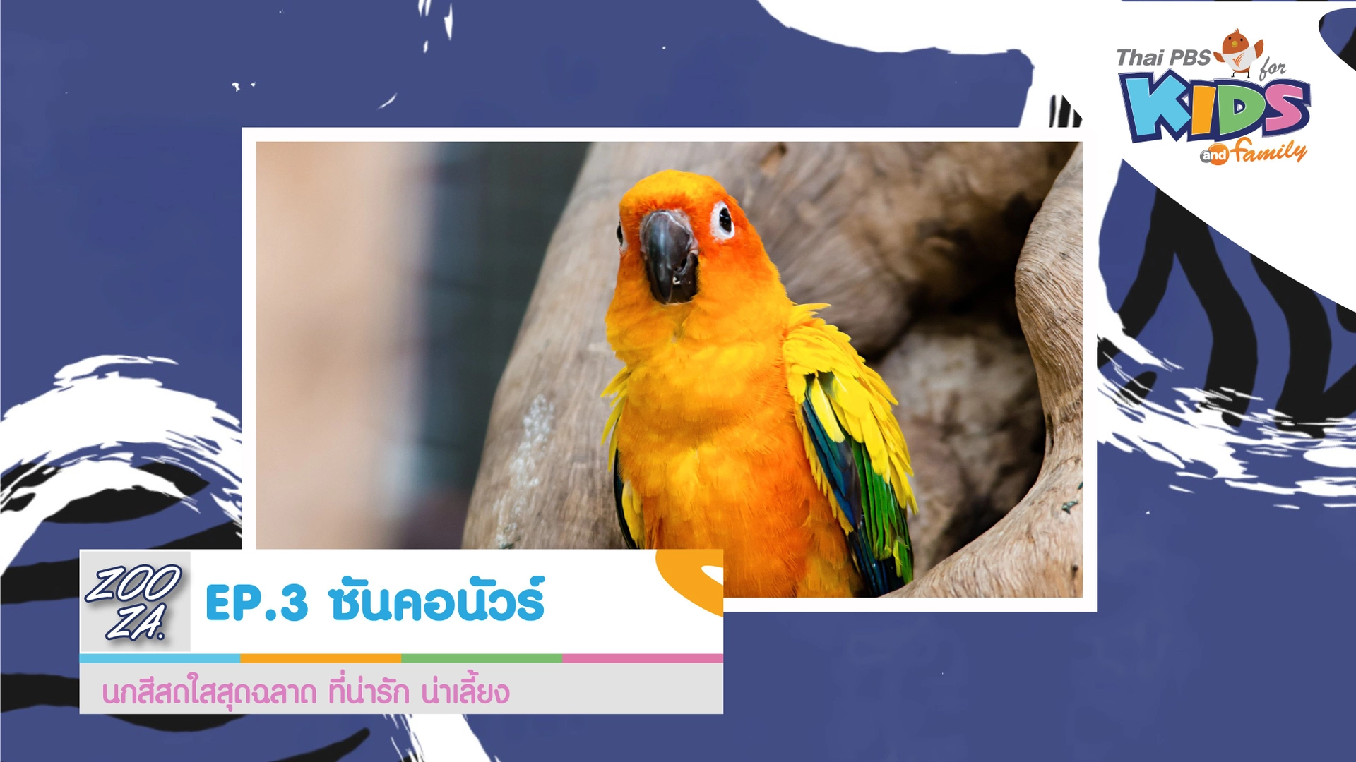 นกซันคอนัวร์