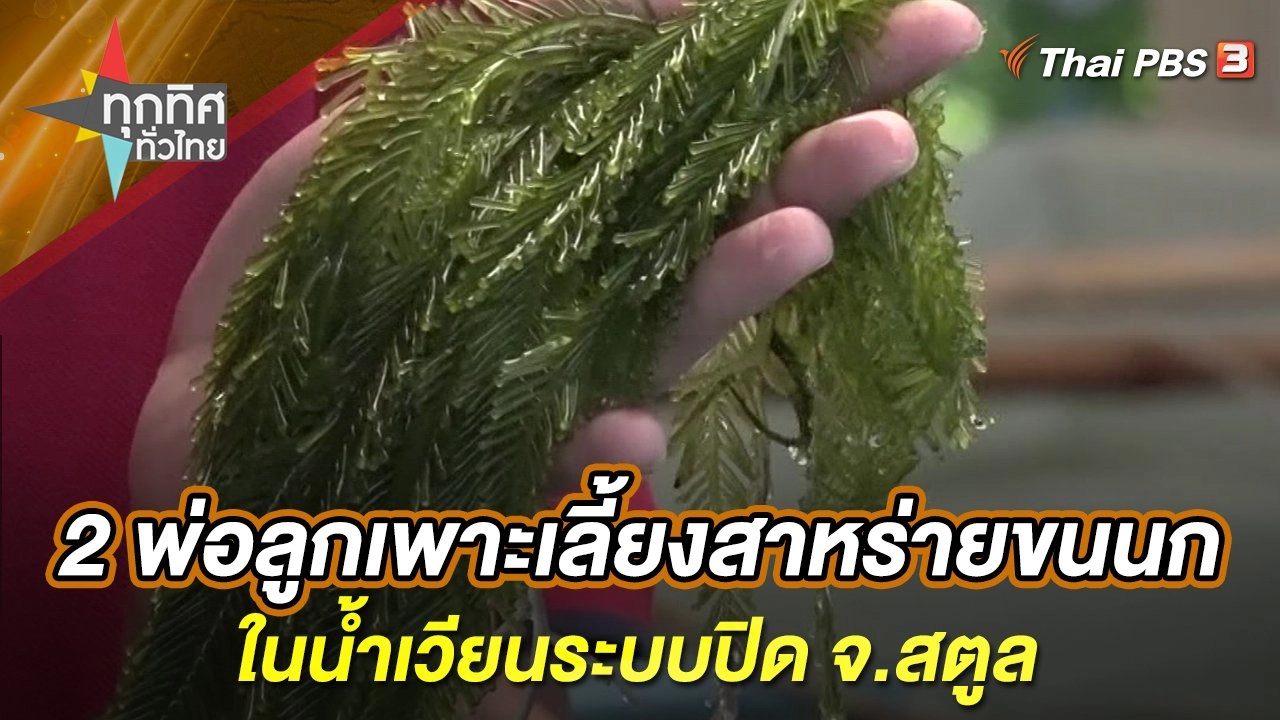 2 พ่อลูกเพาะเลี้ยงสาหร่ายขนนกในน้ำเวียนระบบปิด จ.สตูล