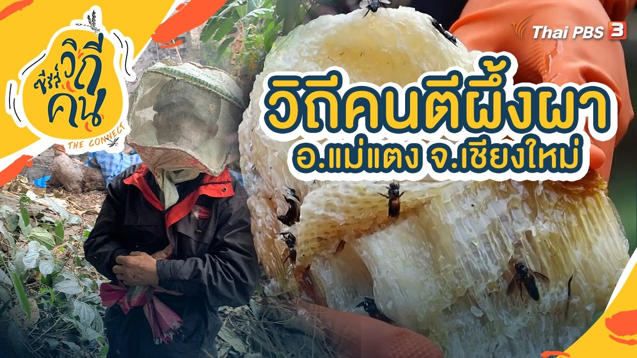 วิถีคนตีผึ้งผา อ.แม่แตง จ.เชียงใหม่