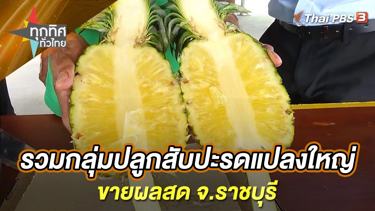 รวมกลุ่มปลูกสับปะรดแปลงใหญ่ขายผลสด จ.ราชบุรี