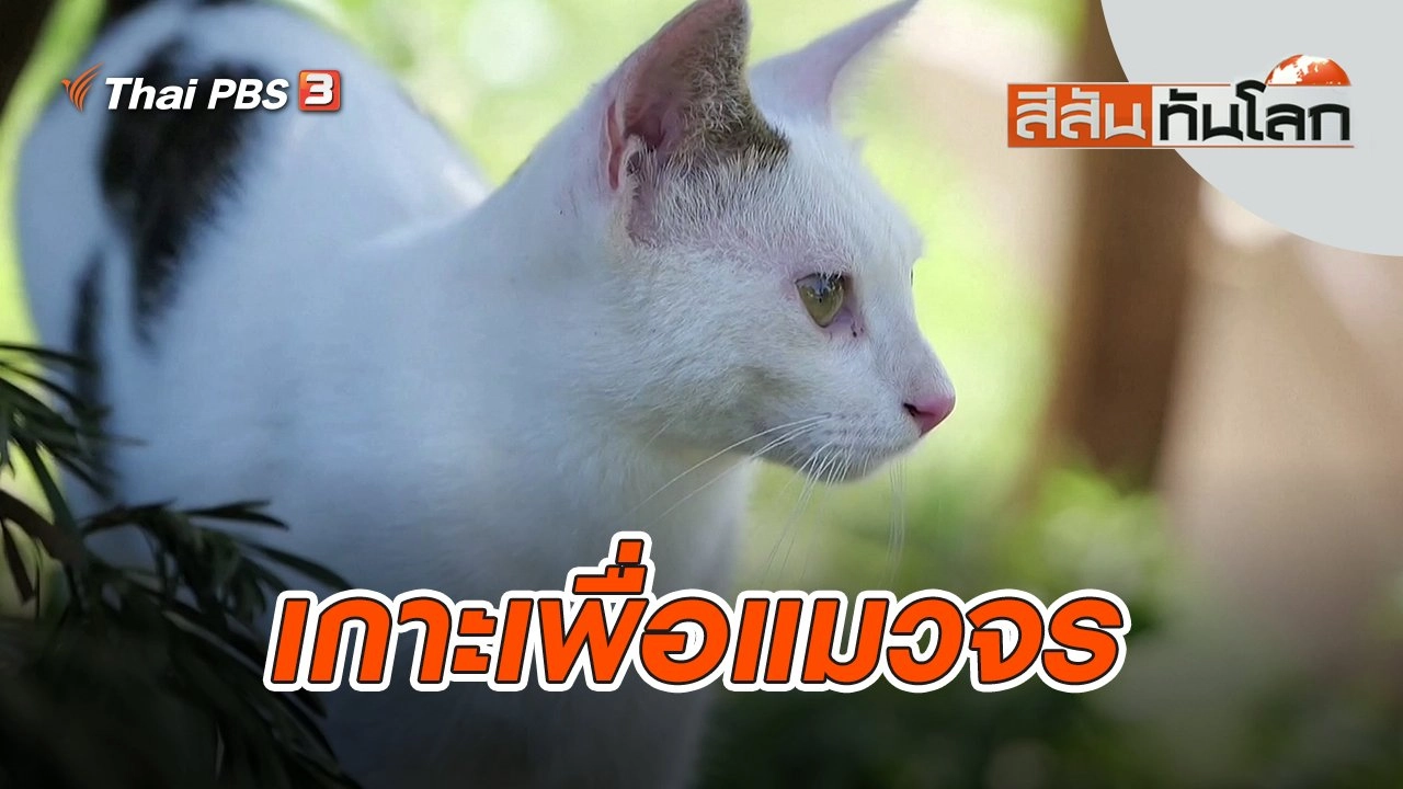 เกาะเพื่อแมวจร | สีสันทันโลก | 16 ต.ค. 65