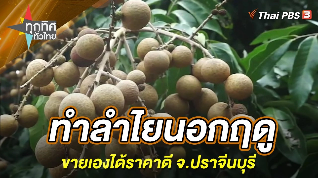 ทำลำไยนอกฤดูขายเองได้ราคาดี จ.ปราจีนบุรี