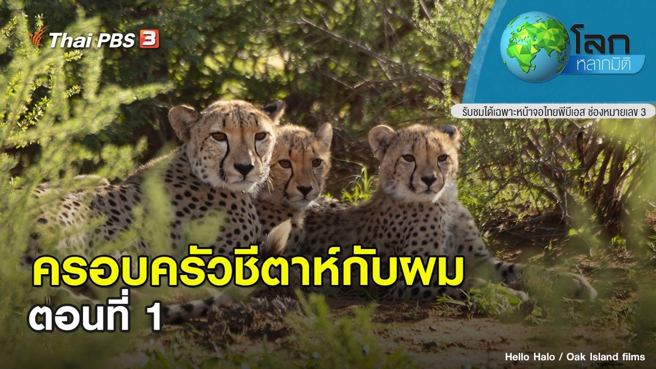 ครอบครัวชีตาห์กับผม ตอนที่ 1