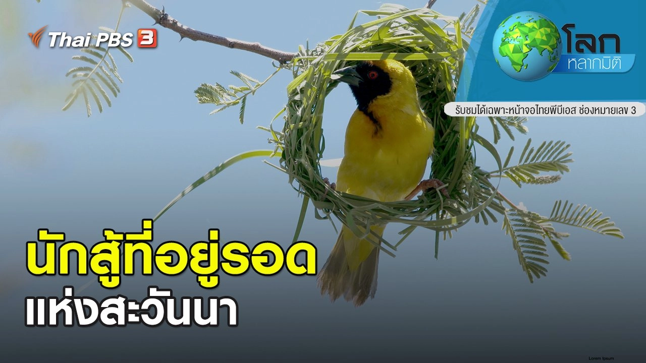 นักสู้ที่อยู่รอดแห่งสะวันนา