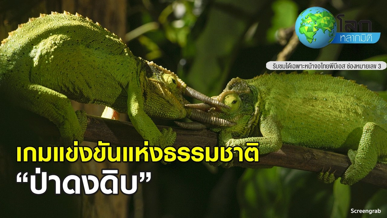 เกมแข่งขันแห่งธรรมชาติ ตอน ป่าดงดิบ