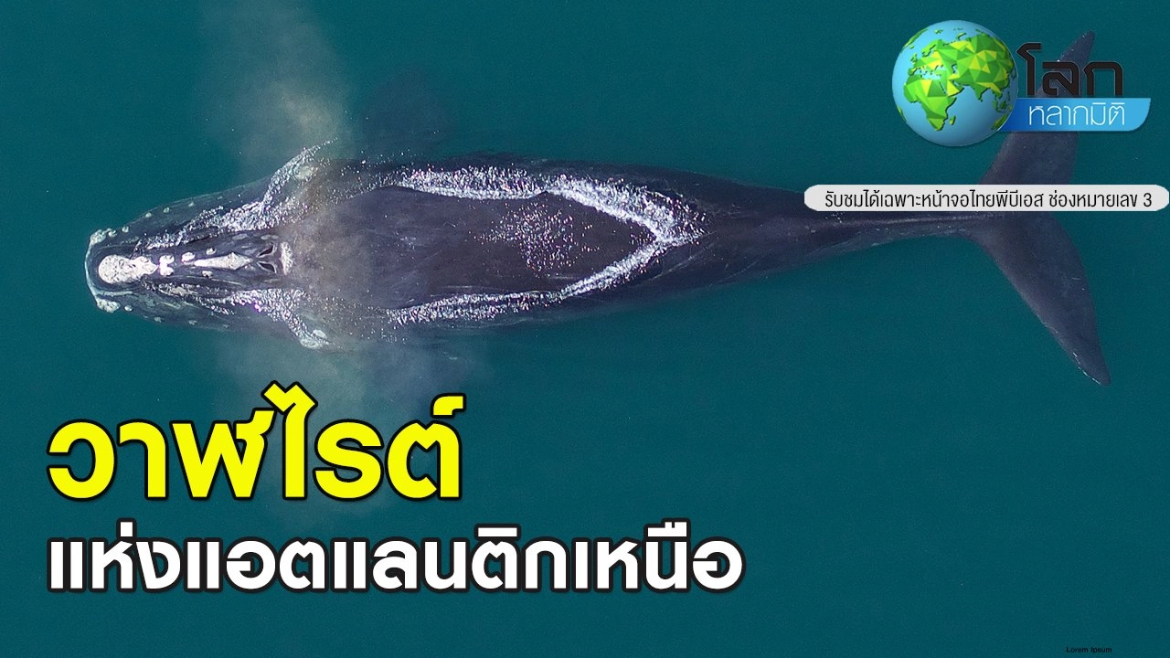 วาฬไรต์แห่งแอตแลนติกเหนือ