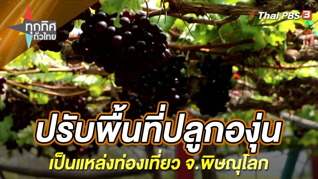 ปรับพื้นที่ปลูกองุ่นเป็นแหล่งท่องเที่ยว จ.พิษณุโลก