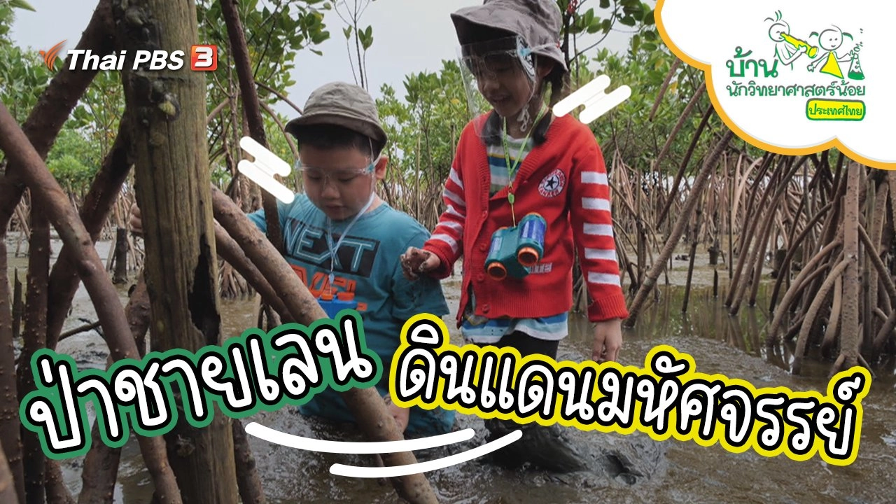 ป่าชายเลน ดินแดนมหัศจรรย์