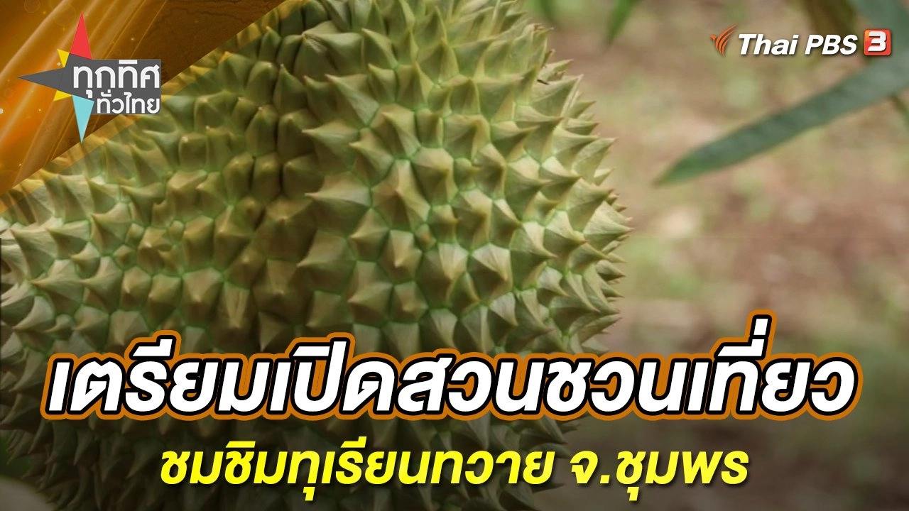 เตรียมเปิดสวนชวนเที่ยวชมชิมทุเรียนทวาย จ.ชุมพร