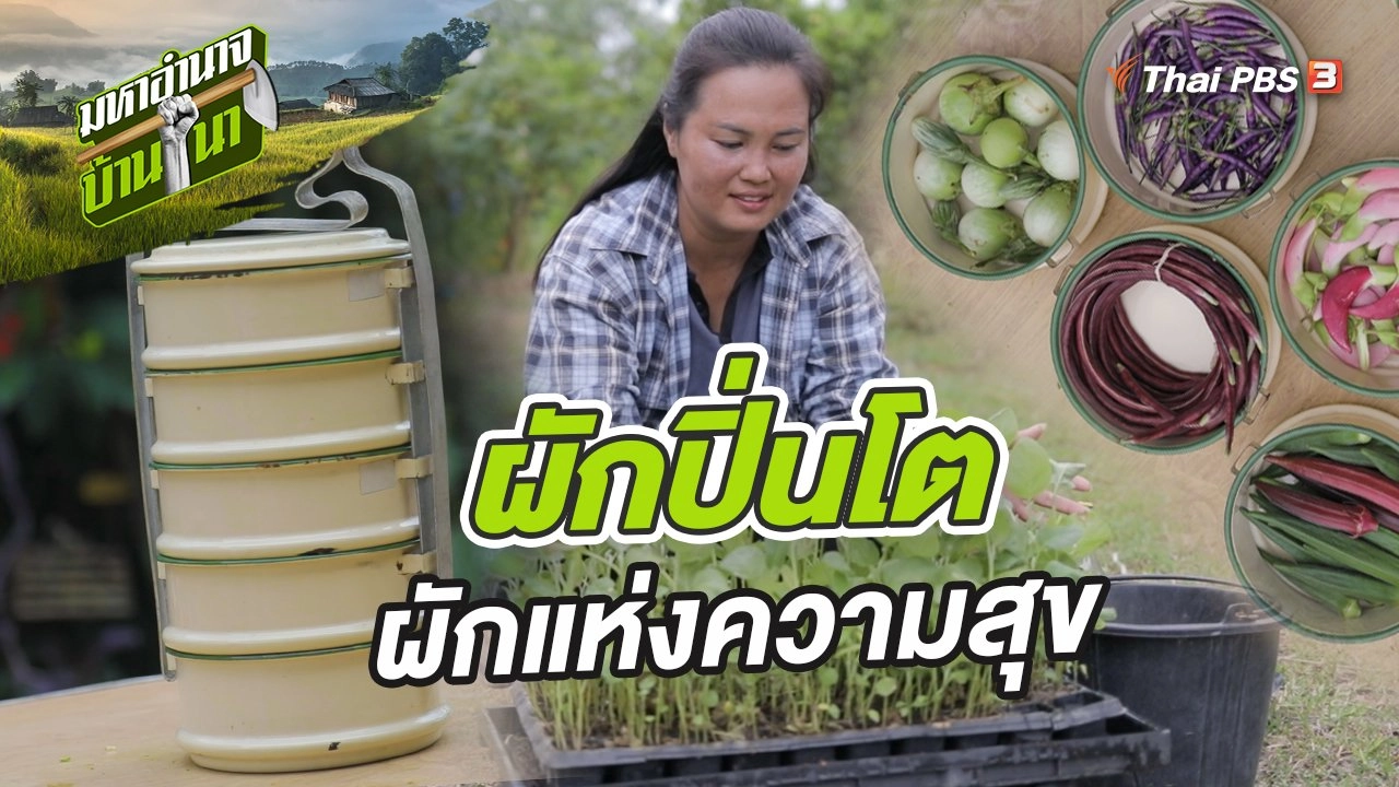 ผักปิ่นโต ผักแห่งความสุข