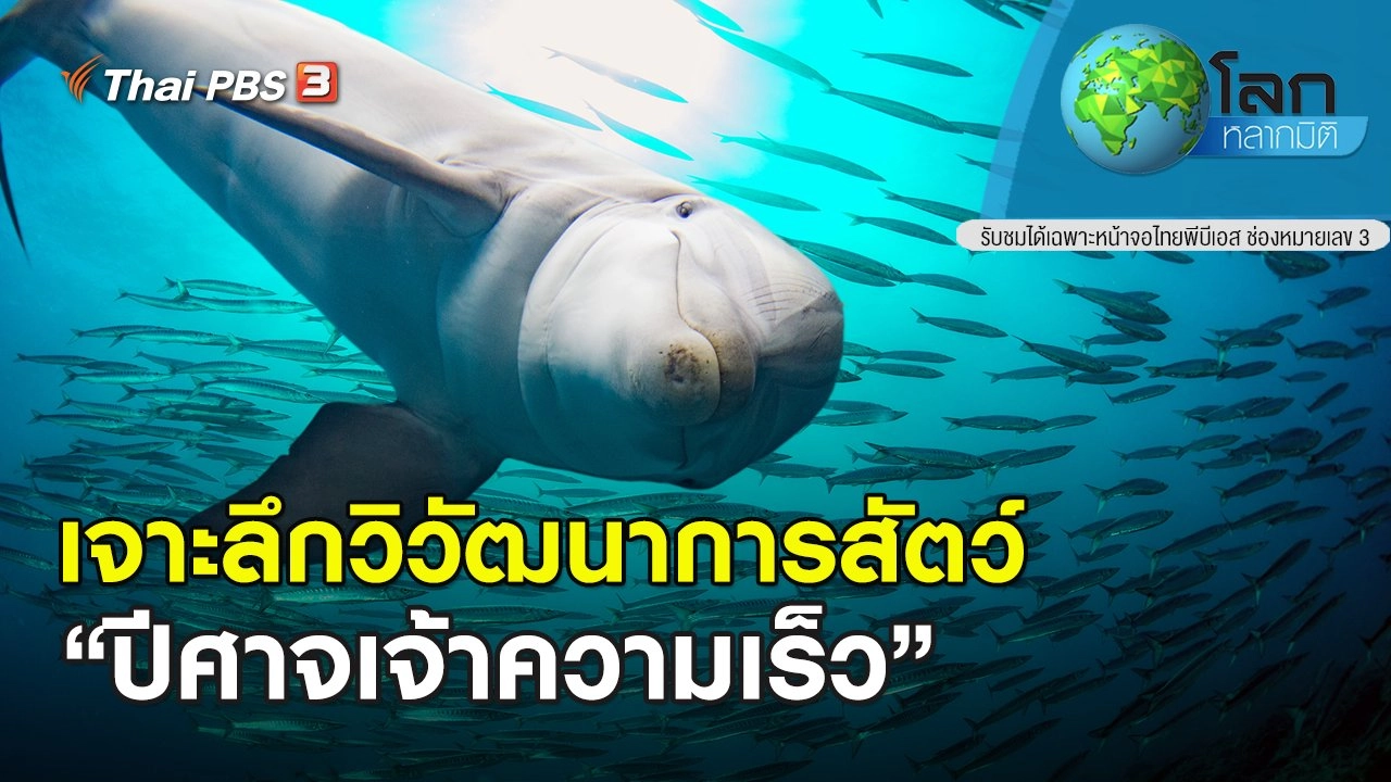 เจาะลึกวิวัฒนาการสัตว์ ตอน ปีศาจเจ้าความเร็ว