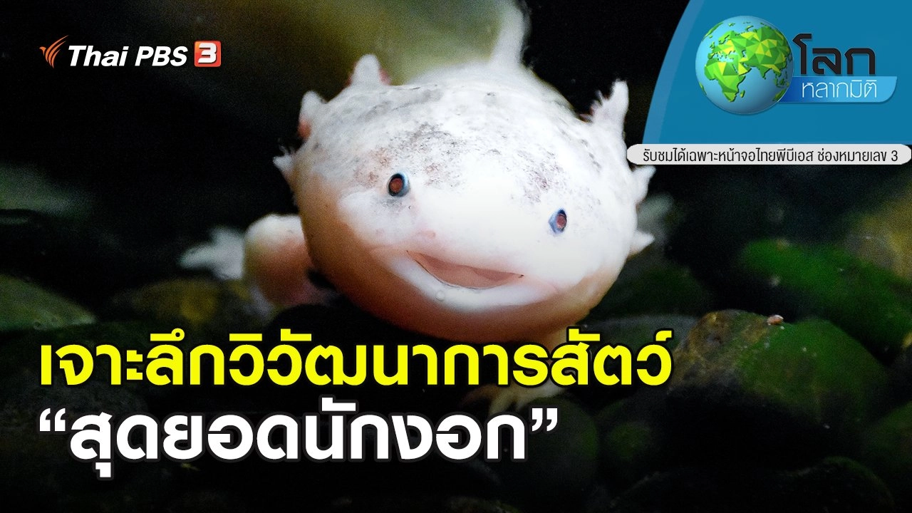 เจาะลึกวิวัฒนาการสัตว์ ตอน สุดยอดนักงอก