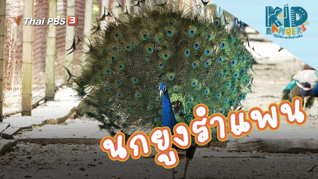 นกยูงรำแพน