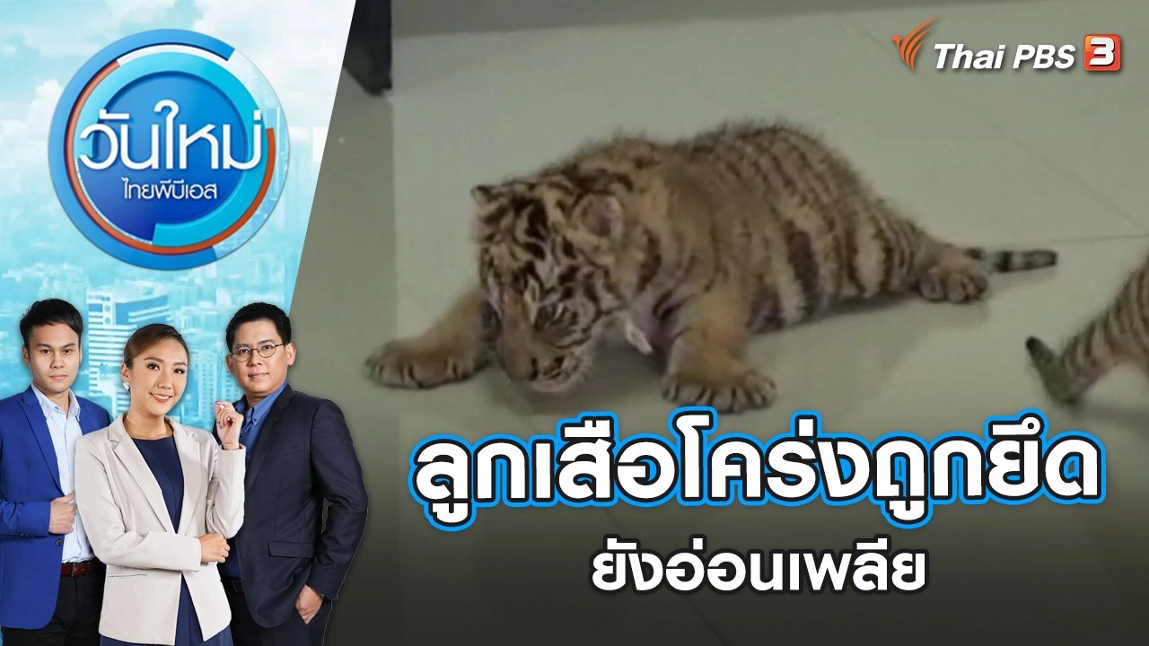 ลูกเสือโคร่งถูกยึด ยังอ่อนเพลีย | วันใหม่ ไทยพีบีเอส | 17 พ.ย. 65