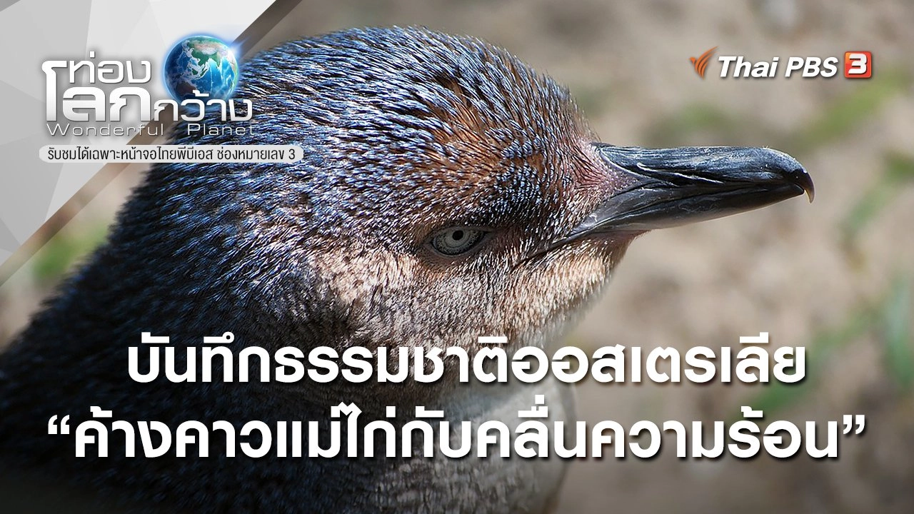 บันทึกธรรมชาติออสเตรเลีย ตอน ค้างคาวแม่ไก่กับคลื่นความร้อน