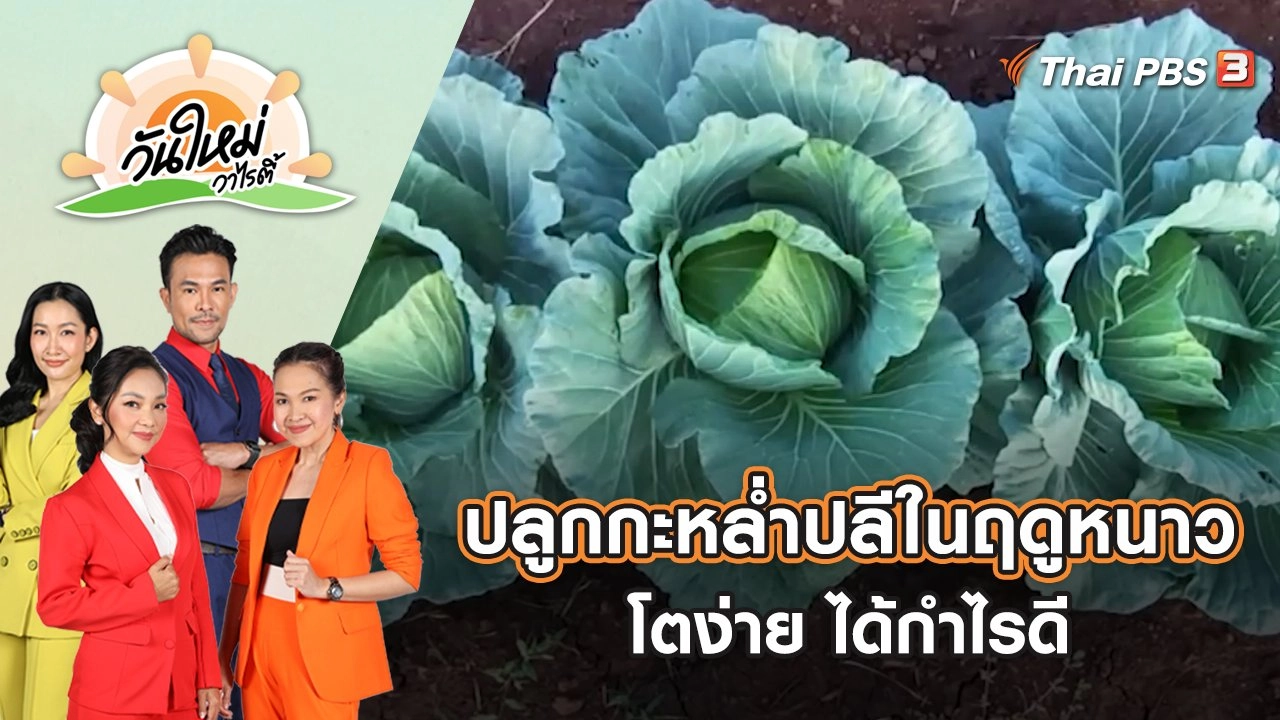 เกษตรกรโคราชปลูกกะหล่ำปลีในฤดูหนาว โตง่าย ได้กำไรดี | วันใหม่วาไรตี้ | 24 พ.ย. 65
