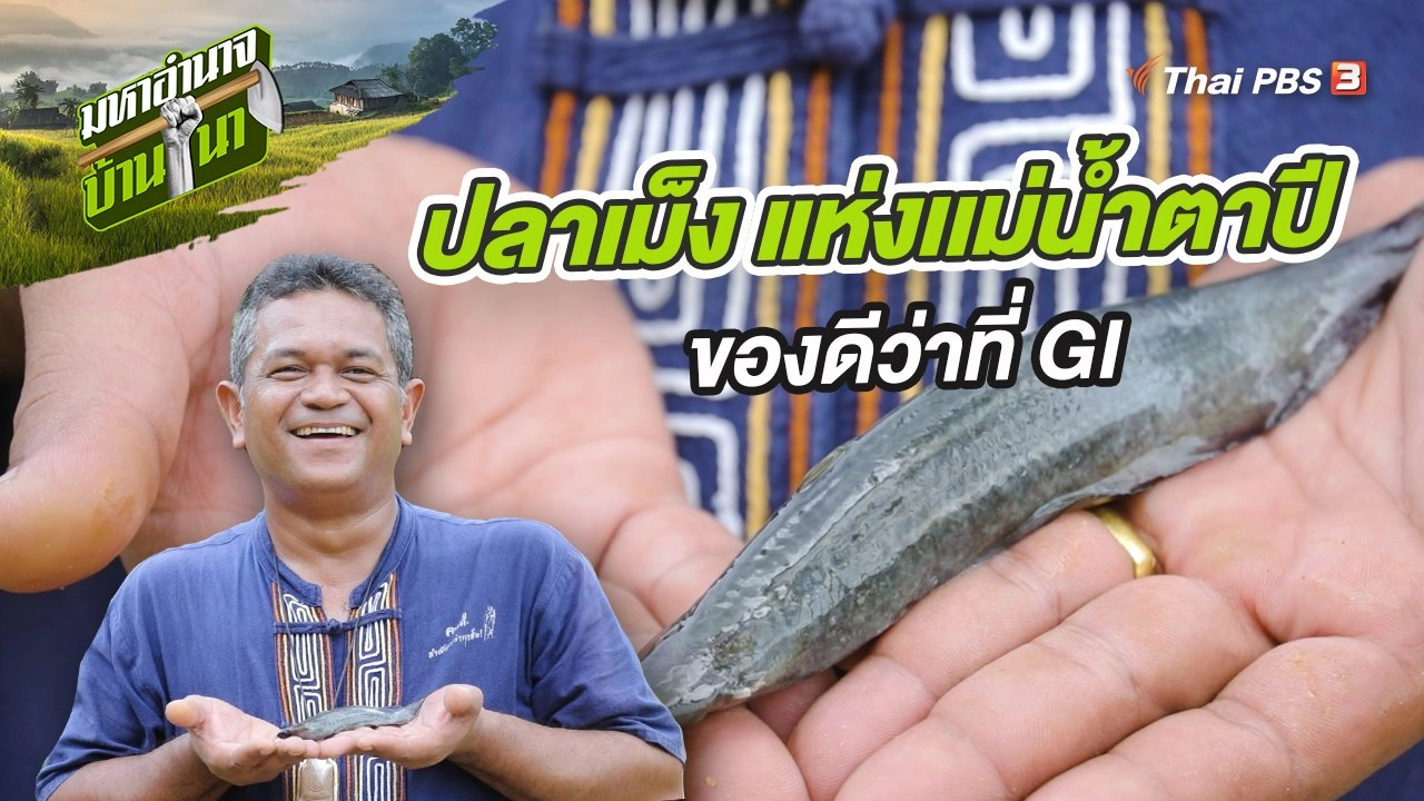 ปลาเม็ง แห่งเเม่น้ำตาปี ของดีว่าที่ GI