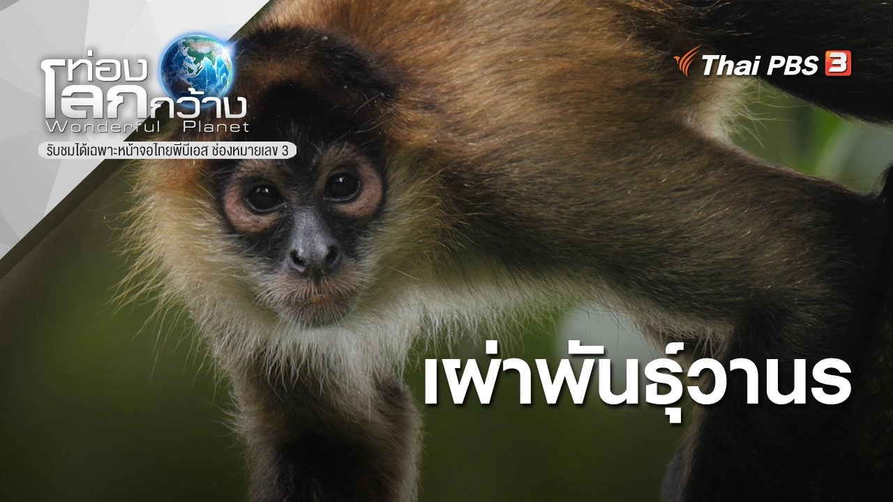 เผ่าพันธุ์วานร