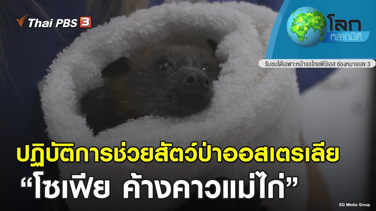 ปฏิบัติการช่วยสัตว์ป่าออสเตรเลีย ตอน โซเฟีย ค้างคาวแม่ไก่