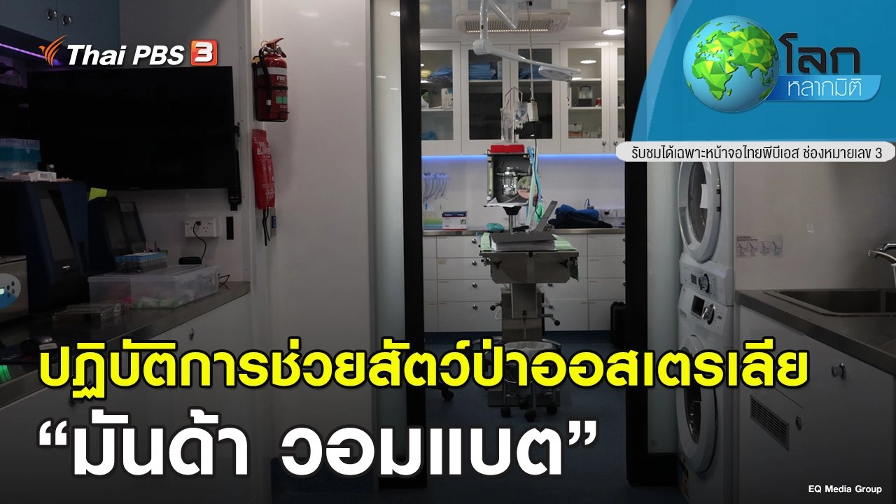 ปฏิบัติการช่วยสัตว์ป่าออสเตรเลีย ตอน มันด้า วอมแบต