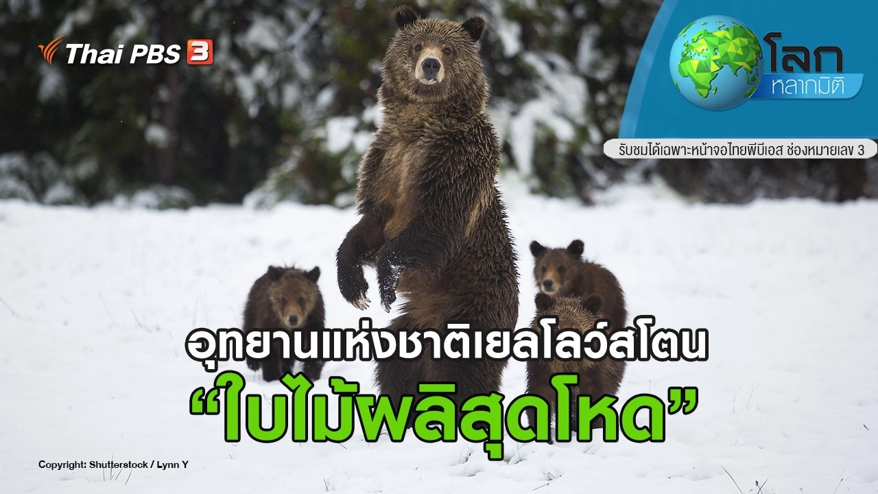 อุทยานแห่งชาติเยลโลว์สโตน ตอน ใบไม้ผลิสุดโหด