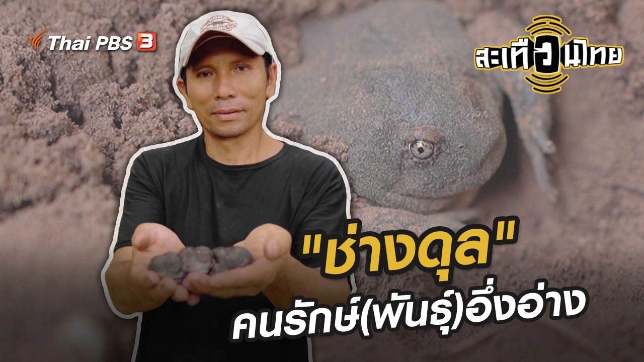 "ช่างดุล" คนรักษ์(พันธุ์)อึ่งอ่าง