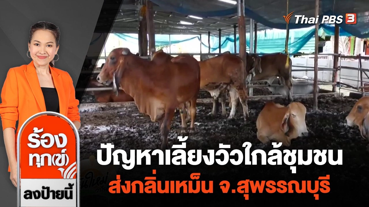 ปัญหาเลี้ยงวัวใกล้ชุมชน ส่งกลิ่นเหม็น จ.สุพรรณบุรี