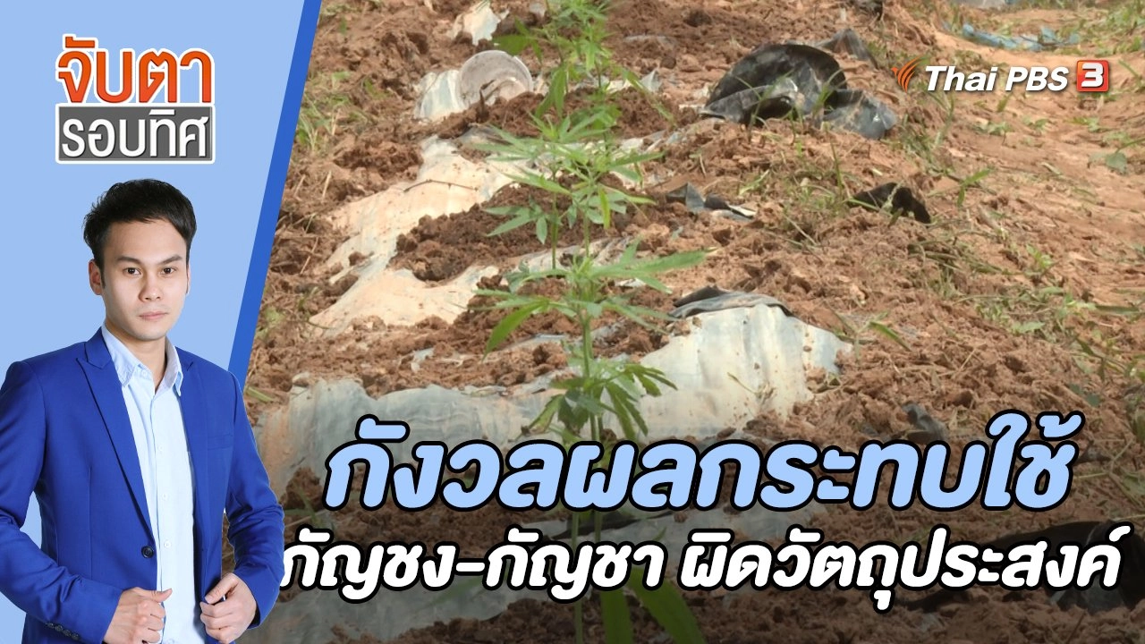 กังวลผลกระทบใช้กัญชง - กัญชา ผิดวัตถุประสงค์ | จับตารอบทิศ | 20 ก.ค. 65