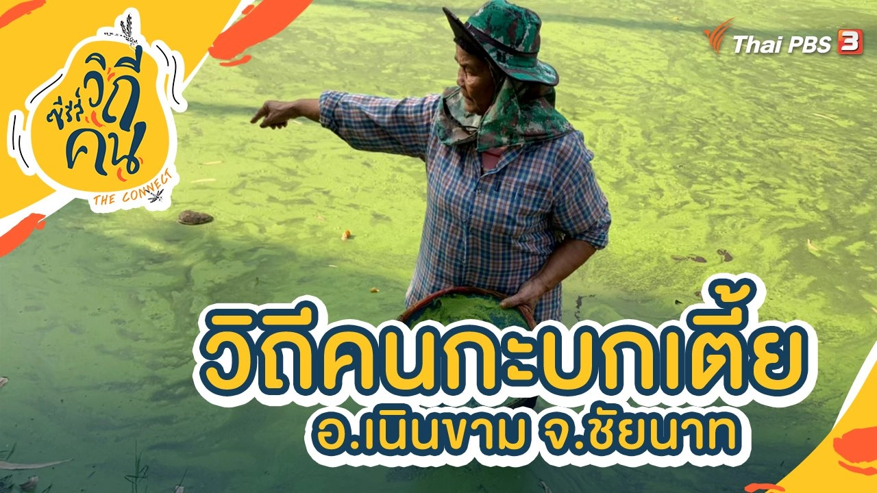 วิถีคนกะบกเตี้ย อ.เนินขาม จ.ชัยนาท