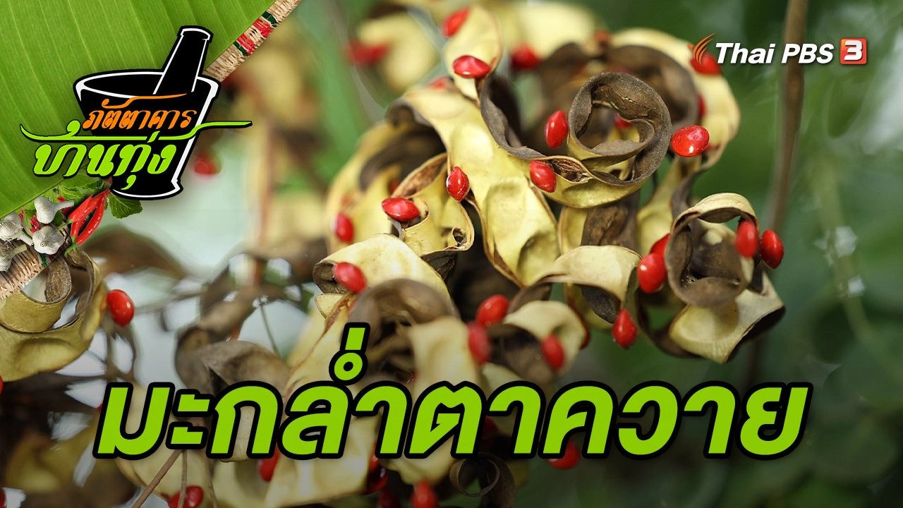 มะกล่ำตาควาย