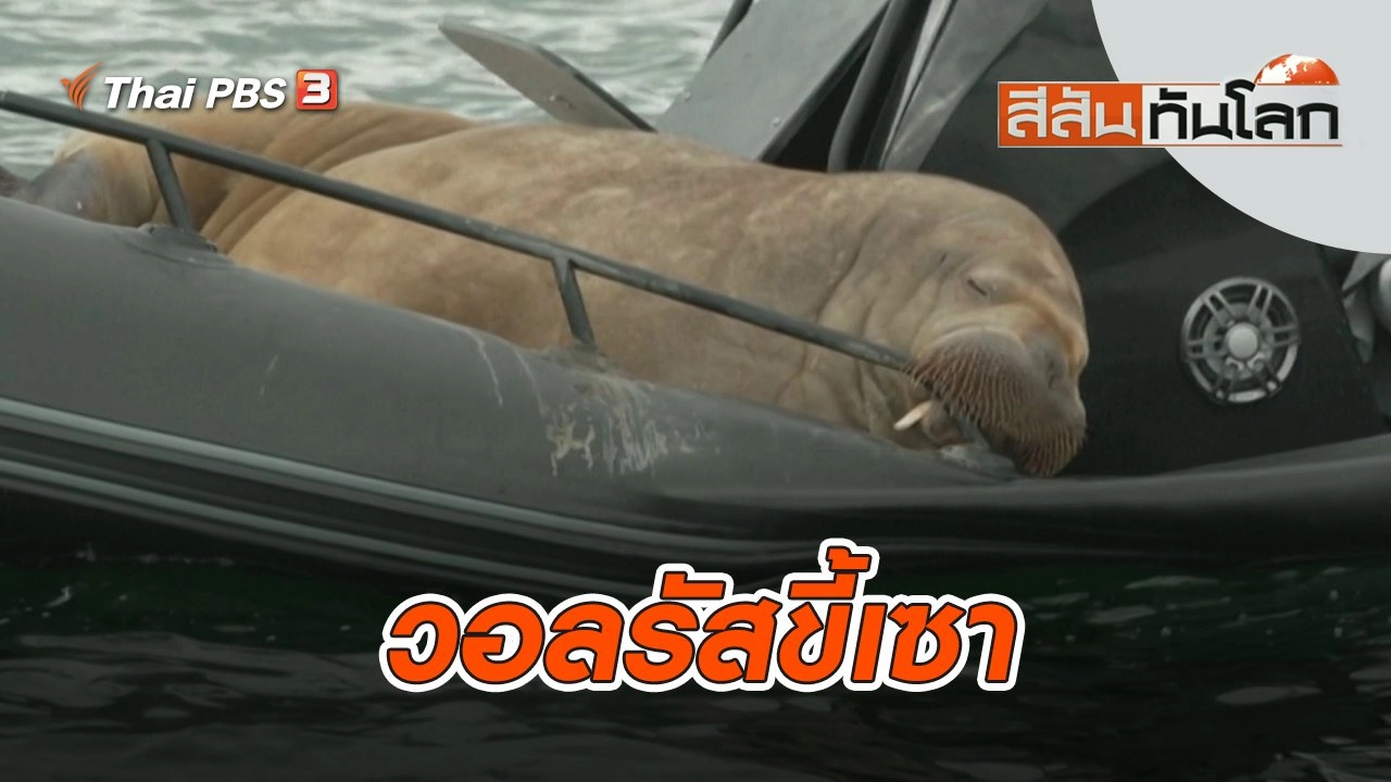 วอลรัสขี้เซา | สีสันทันโลก | 30 ก.ค. 65