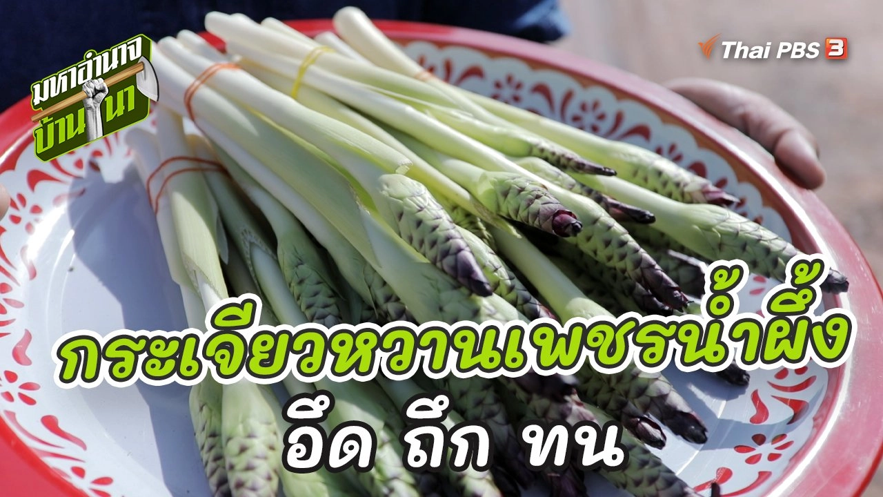 กระเจียวหวานเพชรน้ำผึ้ง อึด ถึก ทน