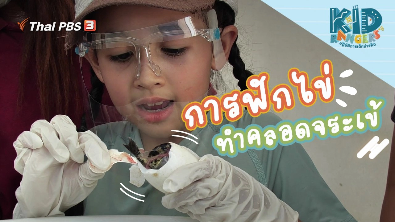 การฟักไข่ทำคลอดจระเข้