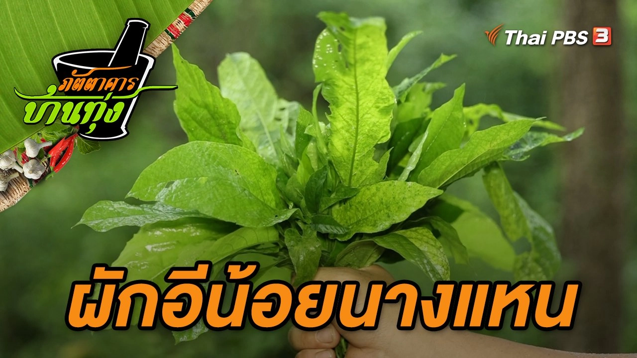 ผักอีน้อยนางแหน