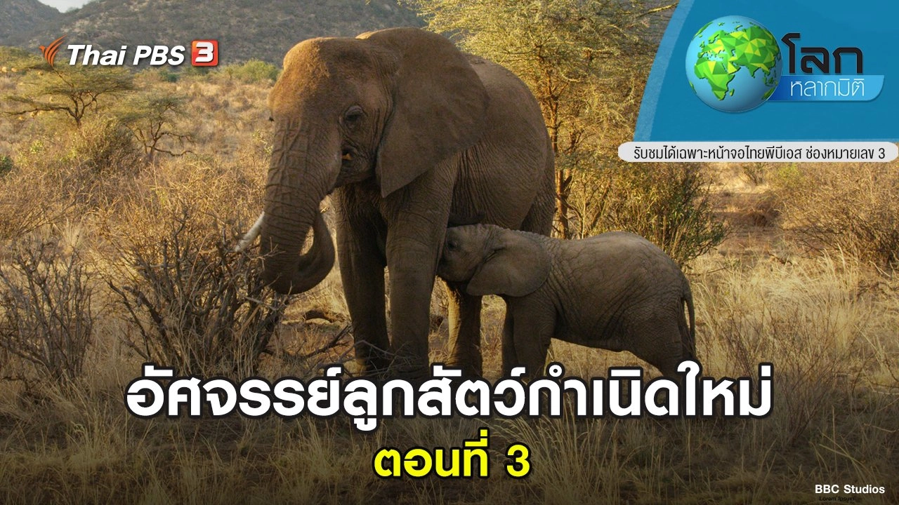 อัศจรรย์ลูกสัตว์กำเนิดใหม่ ตอนที่ 3