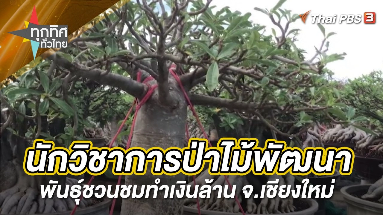 นักวิชาการป่าไม้พัฒนาพันธุ์ชวนชมทำเงินล้าน จ.เชียงใหม่