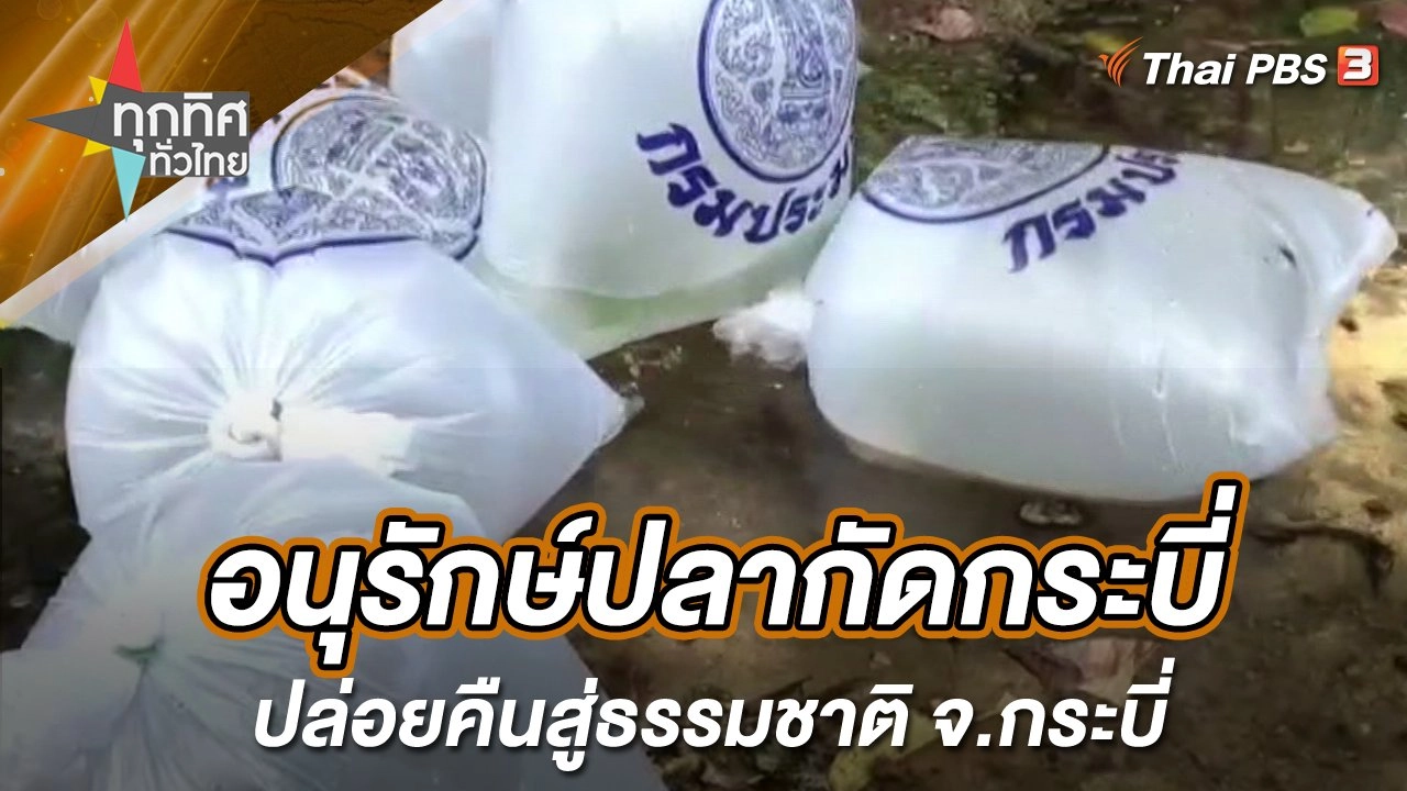 อนุรักษ์ปลากัดกระบี่ปล่อยคืนสู่ธรรมชาติ จ.กระบี่