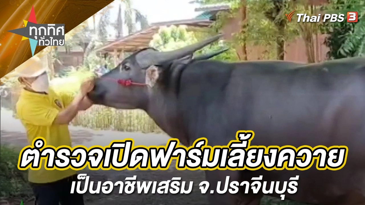ตำรวจเปิดฟาร์มเลี้ยงควายเป็นอาชีพเสริม จ.ปราจีนบุรี